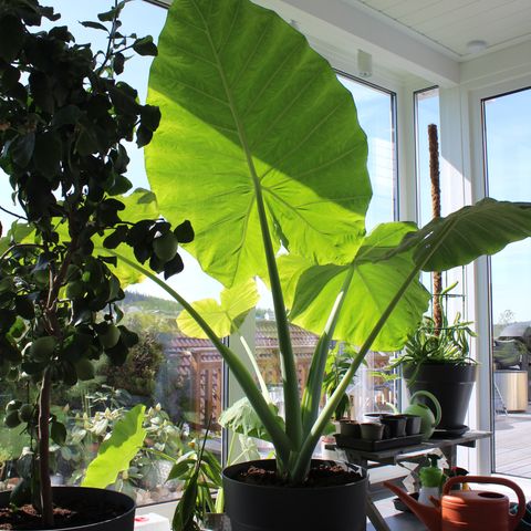 Alocasia fra BALI Colocasia Gigantea / Giant Elephant Ear