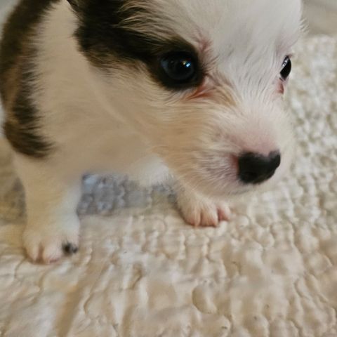 Welsh corgi cardigan Valper😍