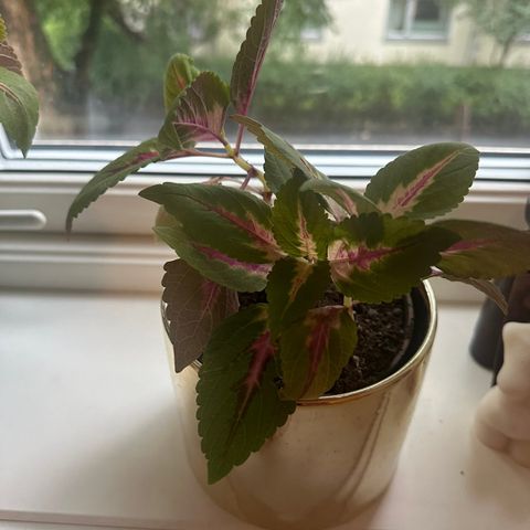 Coleus/praktsprangle med potte