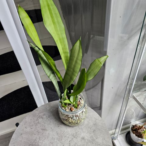 Sansevieria moonshine