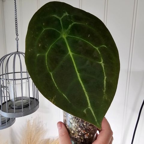 Anthurium Forgetii dark