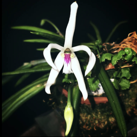 Sjelden Orkide - Leptotes bicolor