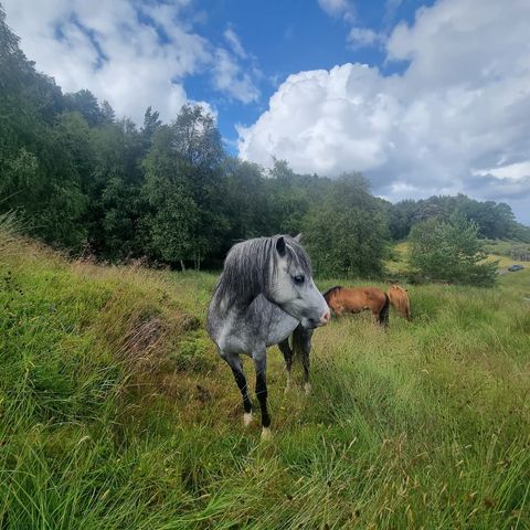 Welsh Mountain