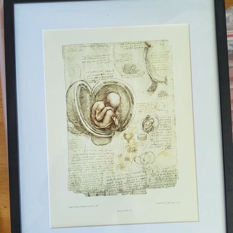 Bilde i ramme. Leonardo da Vinci "Baby in the womb" 43 x 53 cm"