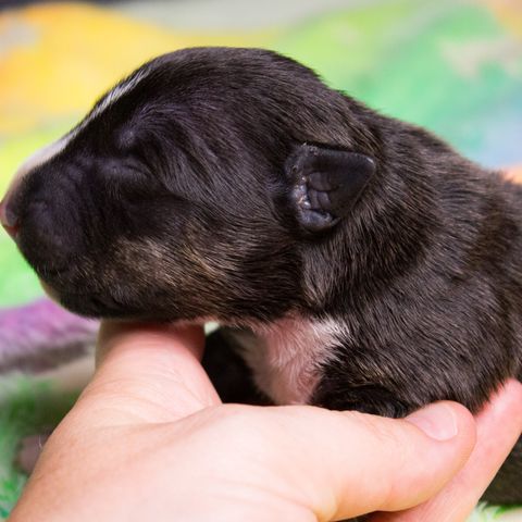 Miniature Bull Terrier valper