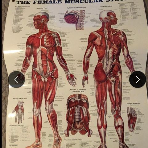 3 anatomiske plakater selges str 50 x 65