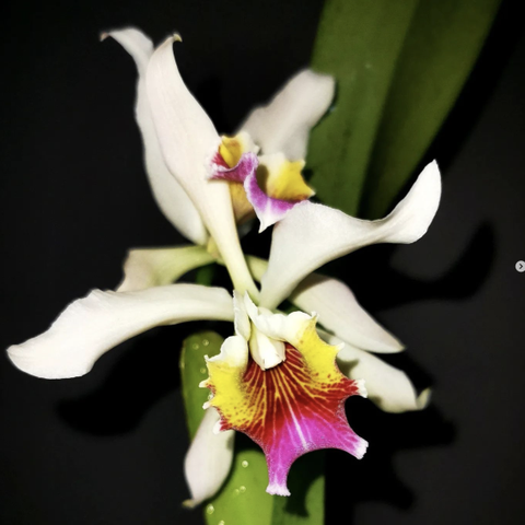 Sjelden Orkide - Cattleya Arcadio Arosemena (iricolor x rex) i blomst nå
