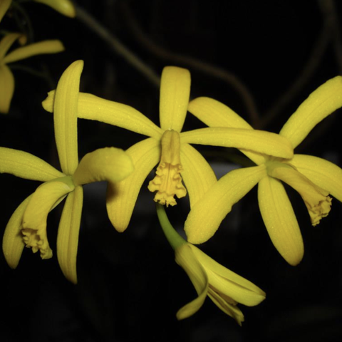 Sjelden Orkide - Laelia flava var. sulina