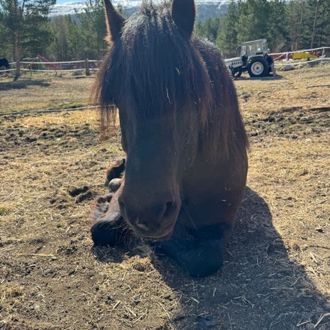 Ønsker hest på for