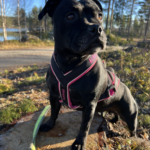 Staffordshire Bull Terrier