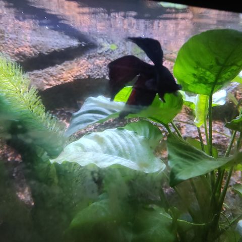 Kampfisk Betta splendens