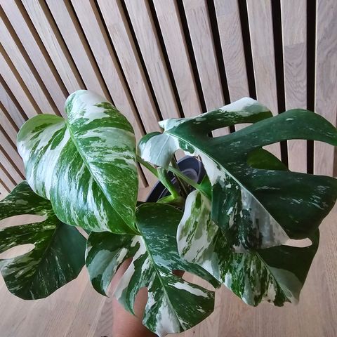 Monstera variegata hel plante