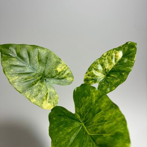 Alocasia Gageana Aurea knoller (2stk igjen)