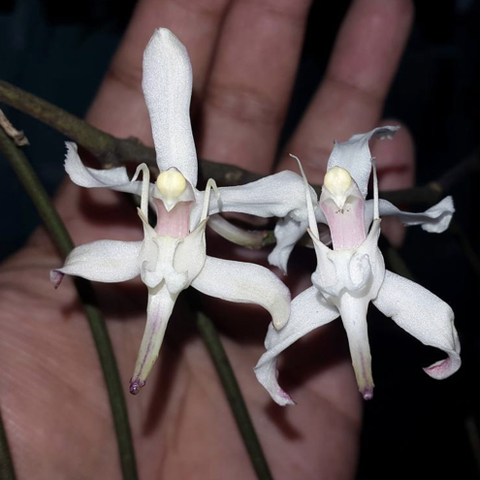 Sjelden Orkide -Papilionanthe vandarum