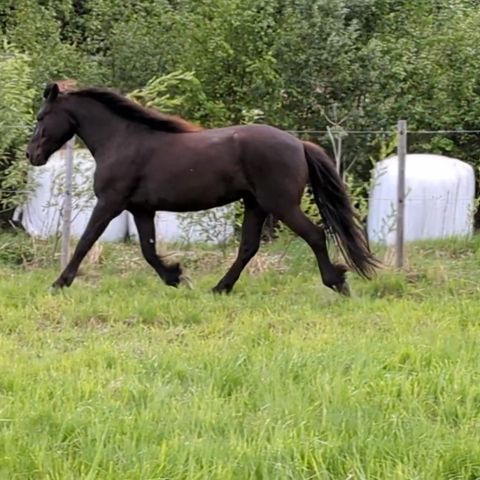 4års prosjekt selges!