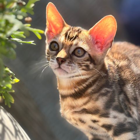 Bengalene Carmen og Eloise, snart leveringsklare m.stamtavle