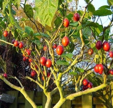 Tamarillo plante (Tomato tree)