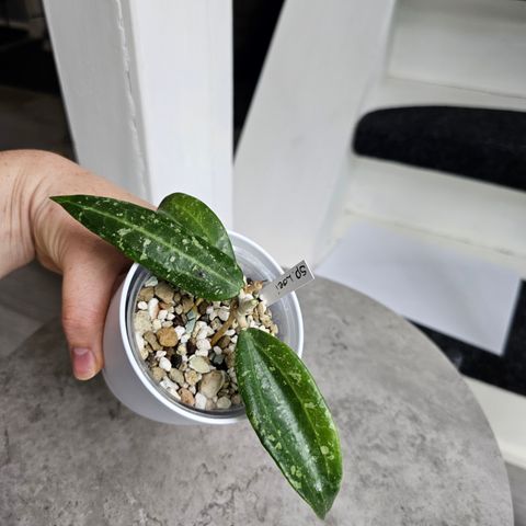 Hoya sp. loei