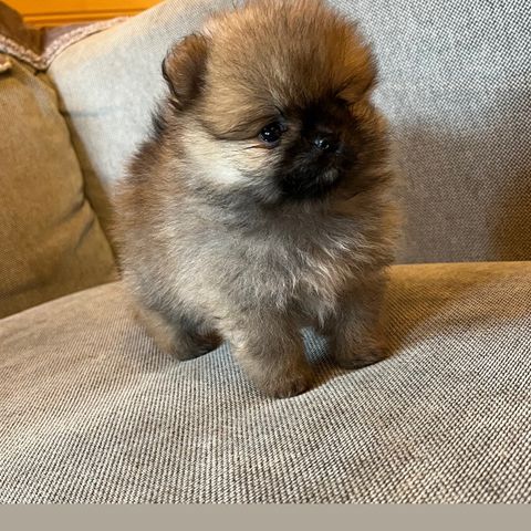 Pomeranian tispe