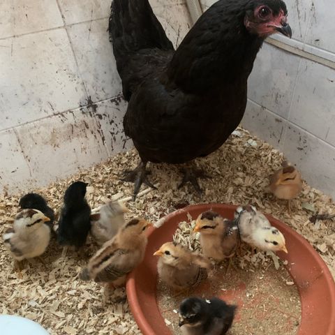 Hønemor med ti kyllinger reservert