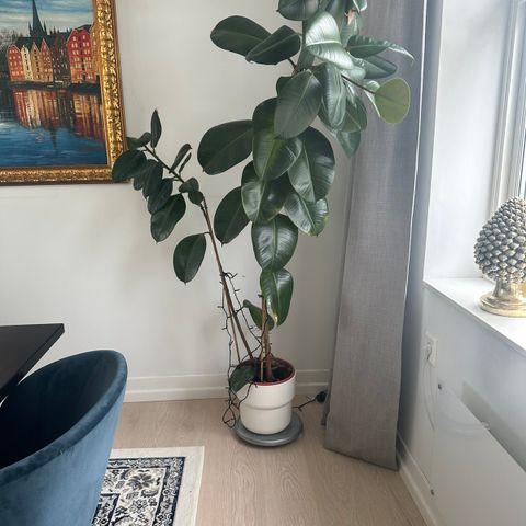 Plante/ficus