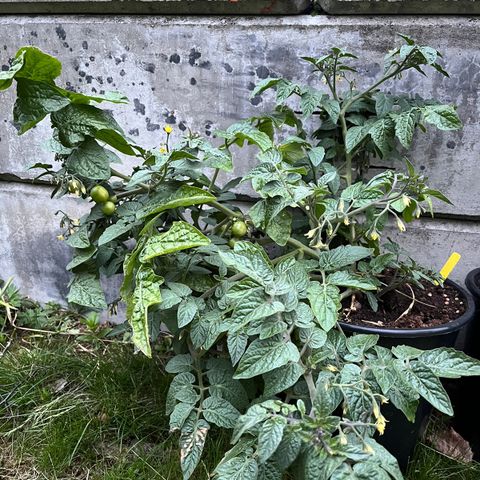 Cherry tomat planter selges