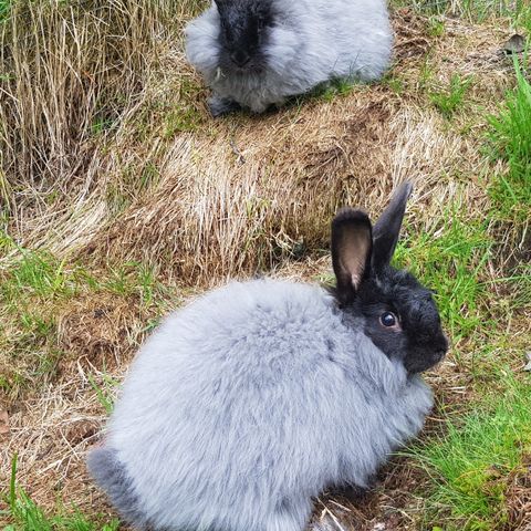 Renraset angora kanin