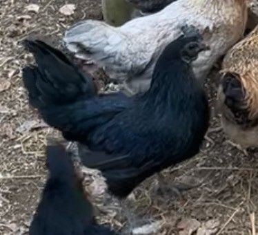 Ayam Cemani Høne