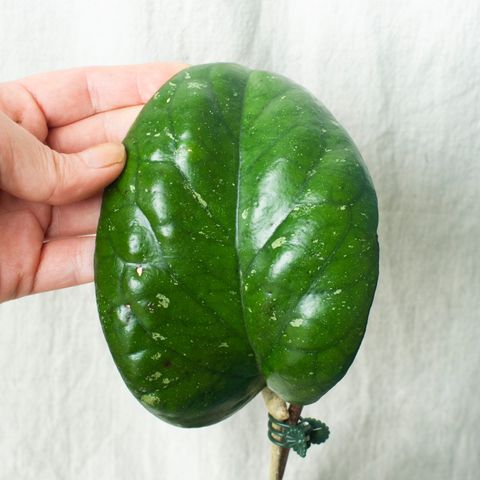 Hoya 'Elephant' (AH-027) etablert stikling