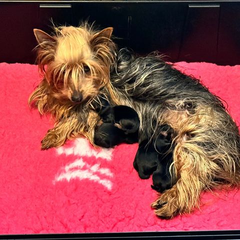 Silky Terrier valper til salgs, leveringsklare fra 3 september.