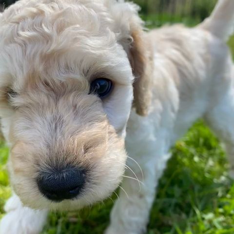 Mellomstore goldendoodle valper