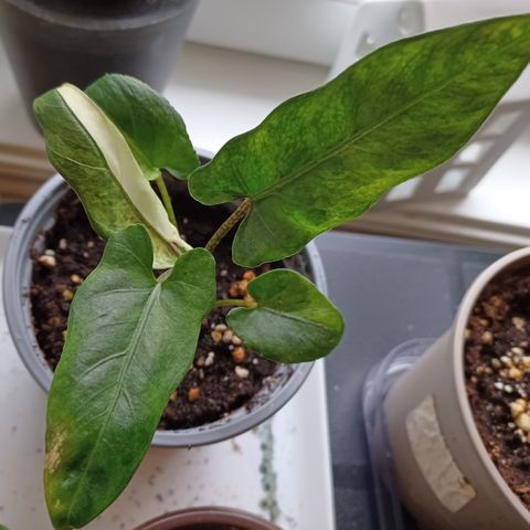 Alocasia  lauterbachiana variegata tricolor