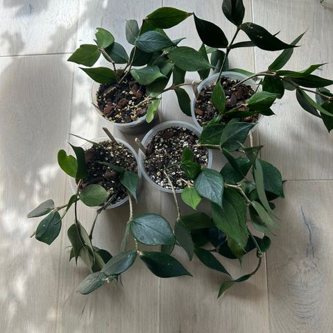 Hoya Polyneura - hele planter