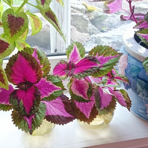 Coleus stiklinger