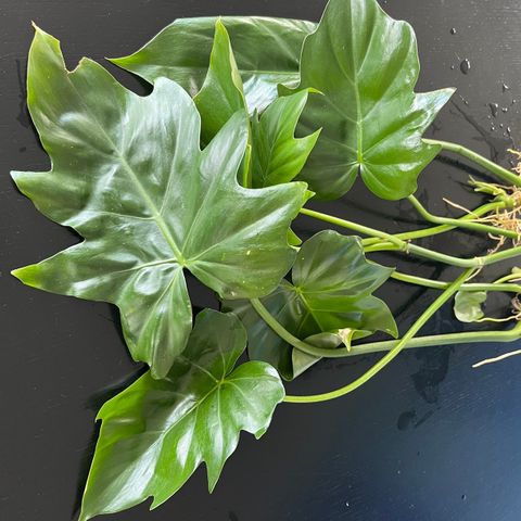 Philodendron Lacerum rotede stiklinger