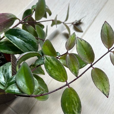 Aeschynanthus radicans 'Variegata' // Variegated Lipstick Plant