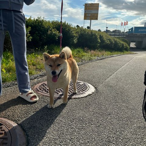 Shiba inu