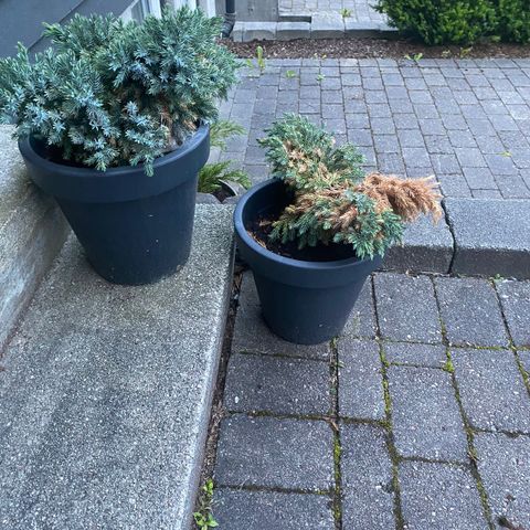 utepotter med planter