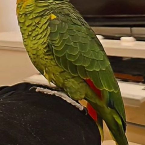 Blåpannet  amazon papegøye