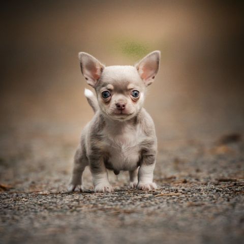 Vakker NKK registrert chihuahua gutt