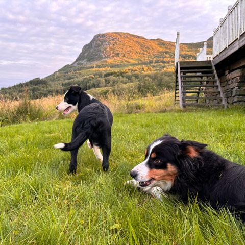 Border Collie