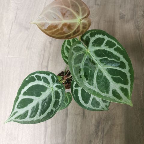 Anthurium magnificum Verde x Silver blush