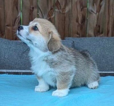 Nydelig Welsh Corgi Pembroke tispe valp