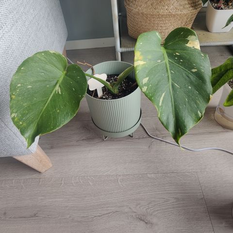 Monstera thai constellation