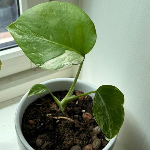 Monstera variegata etablert plante vurderes solgt