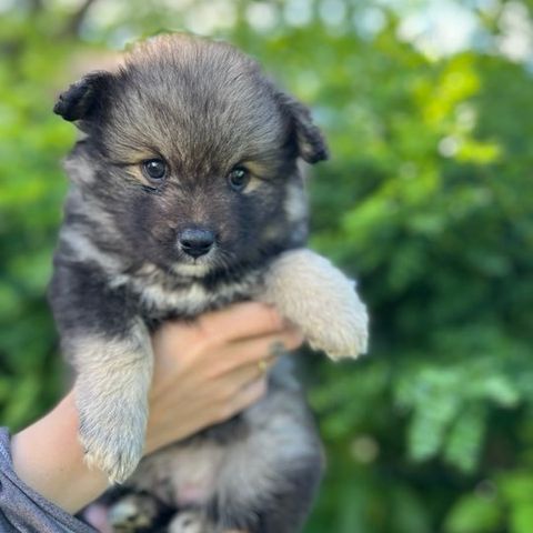 Finsk Lapphund valper