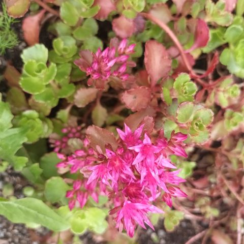 Stauder sedum