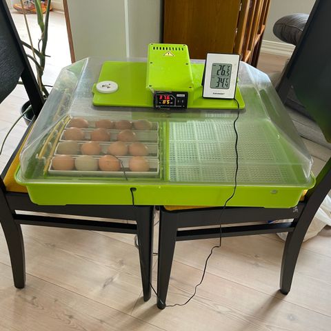 Automatisk rugemaskin til mange egg selges