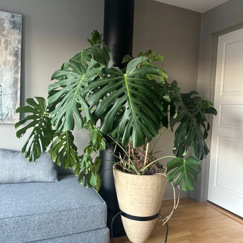 Stor og frisk Monstera