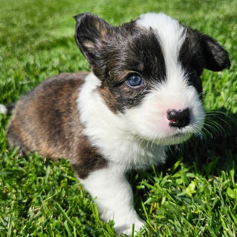 Welsh corgi cardigan Valper😍